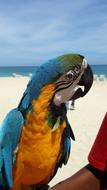 Beach Parrot