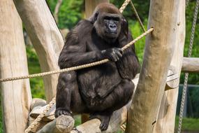 big gorilla in the trees