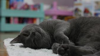 Cat Relaxed