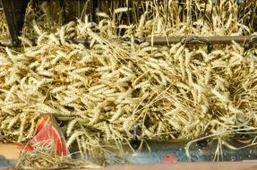 harvest of fine millet