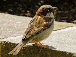 Sparrow Sperling Bird on street