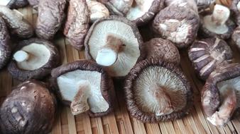 Fresh wild mushrooms