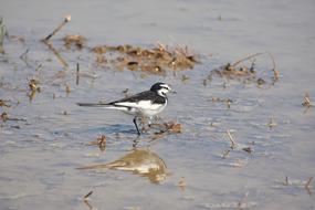 white wagtail, small bird on Paddy Field