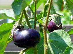 fresh tasty eggplant