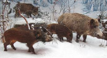 Wild Boars Rotte Winter