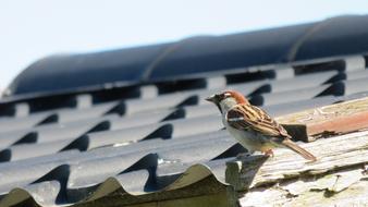 sparrow on black tiles