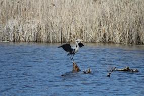 Bird Landing Wings