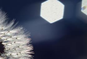 Dandelion Backlighting Rays