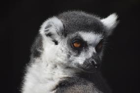 Mammal Primate in Wildlife