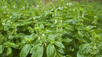 fresh green basil in the garden