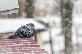 Winter Bird Nature