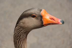 Goose Head Close Up