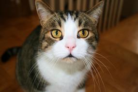 cat watching closely