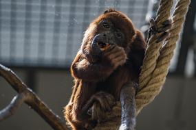 howler monkey on a tree in a zoo in costa rica