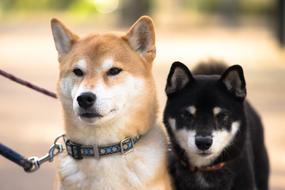 Shiba Inu Dogs portrait