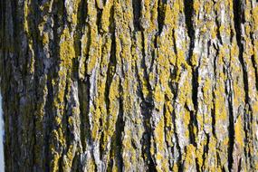 green lichen on the bark of a tree, close-up