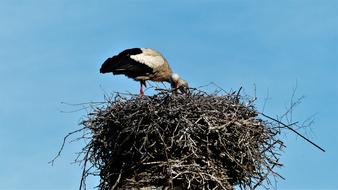 stork sits on a nest against the blue sky