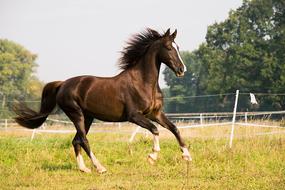 thoroughbred horse galloping across the field
