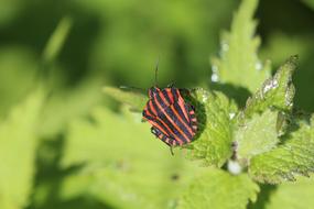 big beetle on the foliage