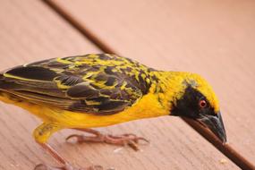Yellow Bill Bird