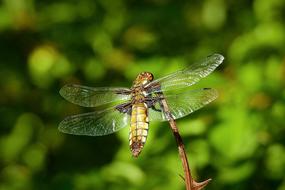 Wazka Insect macro view photo
