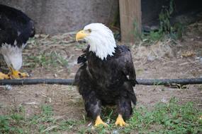 Animal Bird Wildlife