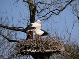 Storks Pair in Nest