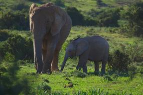 Elephant Young Old