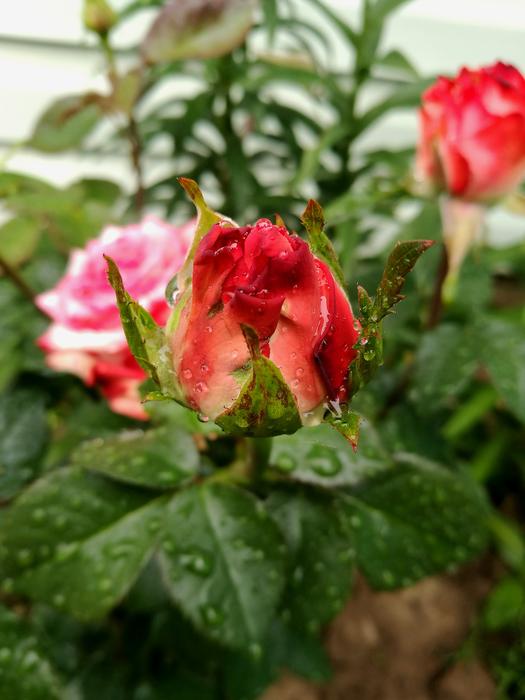 Rose Garden Red