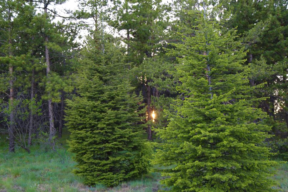 Tree Nature Pine