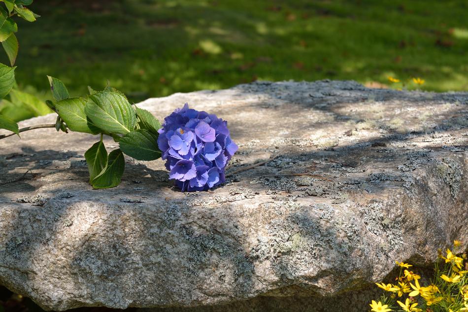 a blue flower on a stone