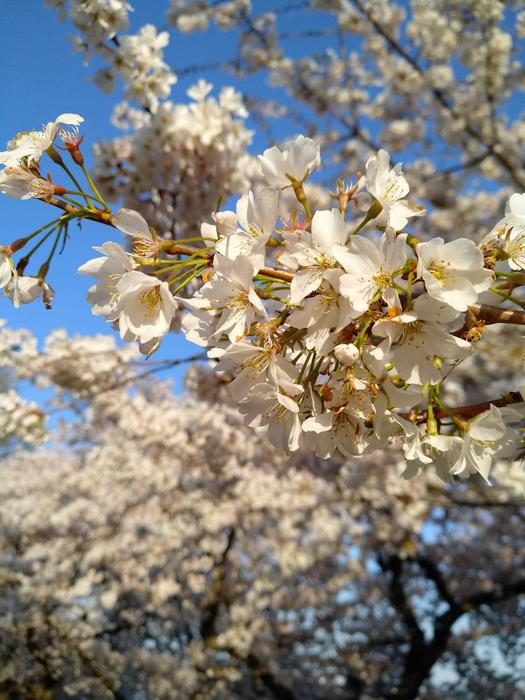 Cherry Tree Flower
