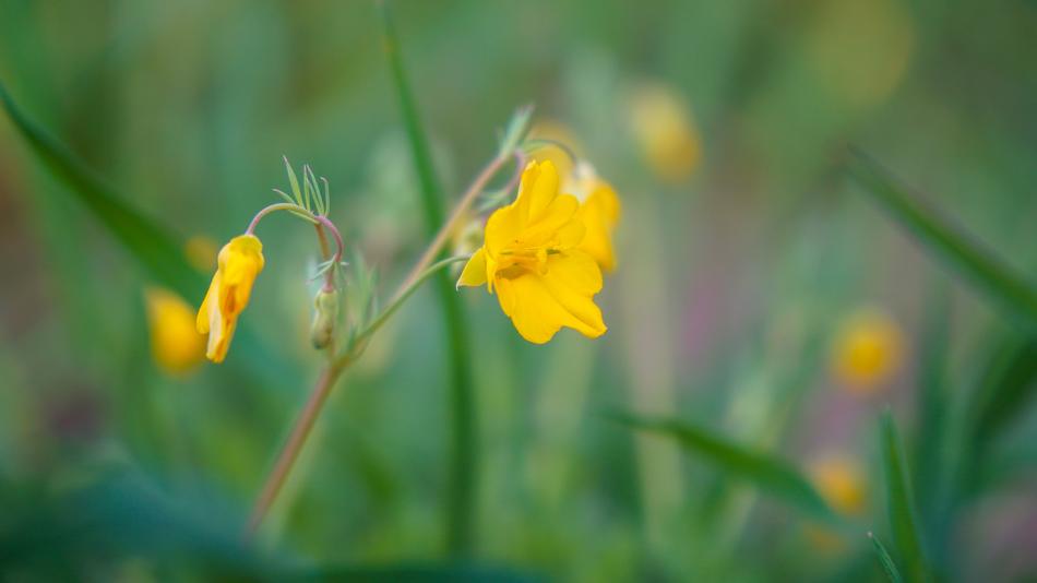yellow flower on a branch