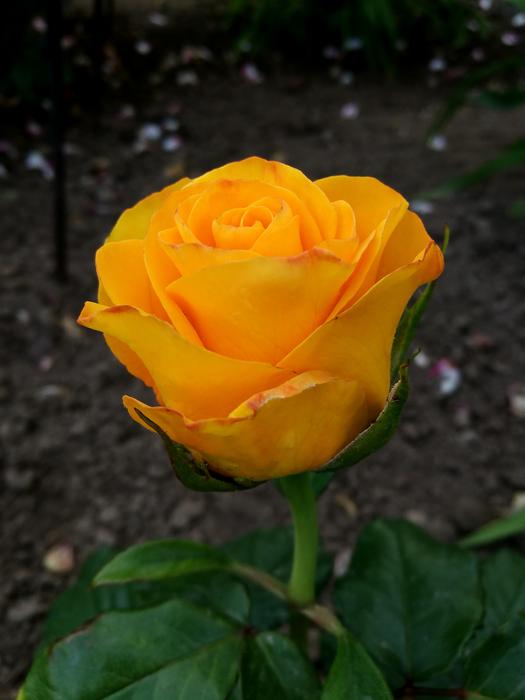 Rose Garden Yellow