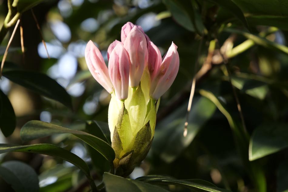 Nature Plant Rhododendron