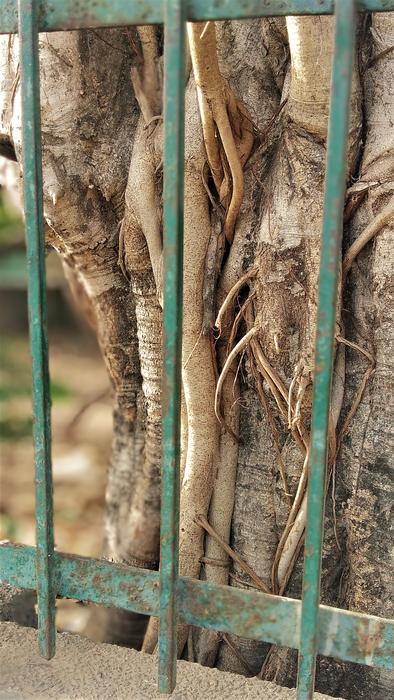 Nature Tree Wood