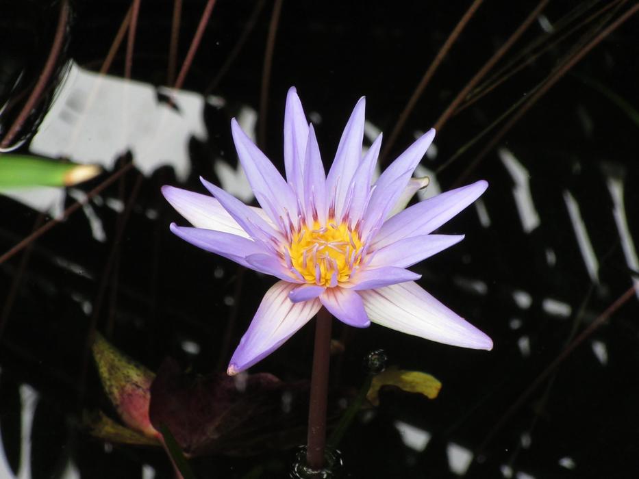 Plant Nature Flower