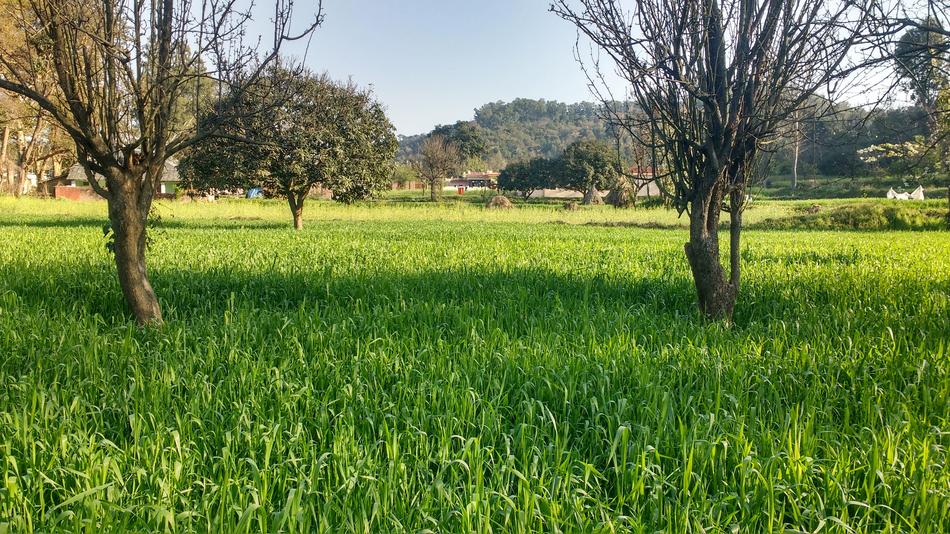 Nature Landscape Grass