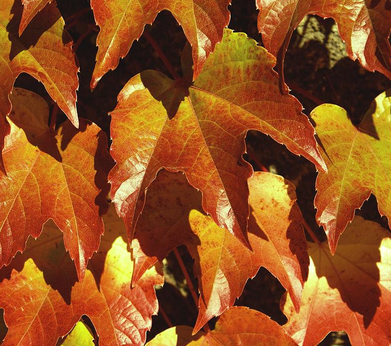 Autumn Leaf Plant