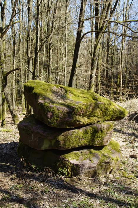Nature Wood Tree