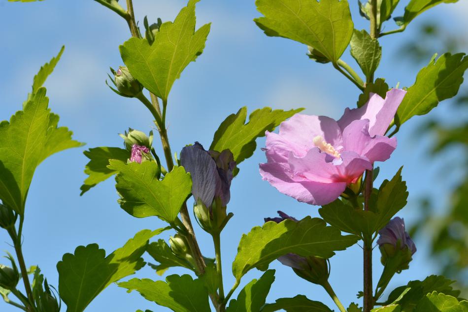Hybiscus Flower Flora