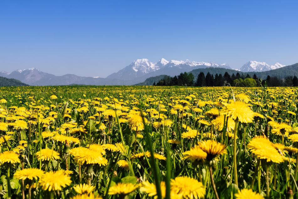 Nature Hayfield Summer