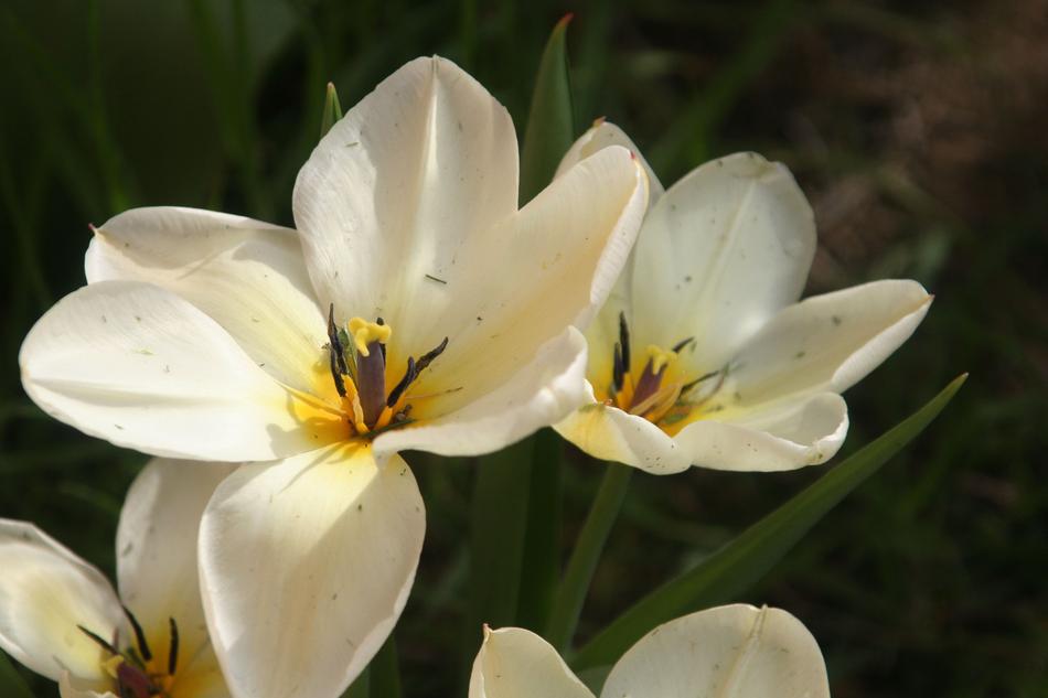 Flower Nature Plant