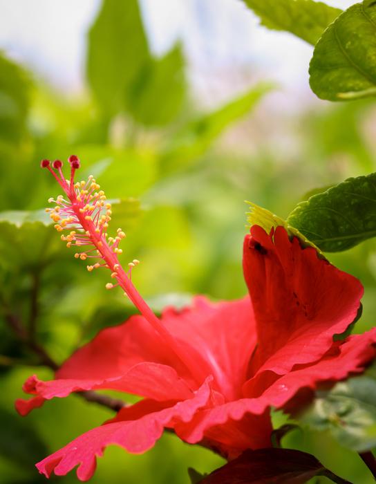 Red Flower Plant