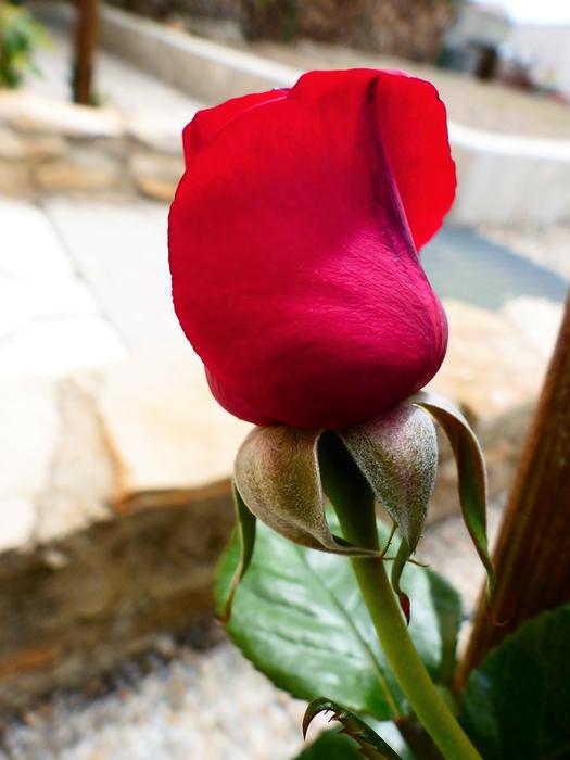 Flower Nature Plant