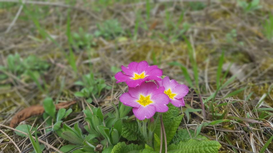 Nature Flower Plant
