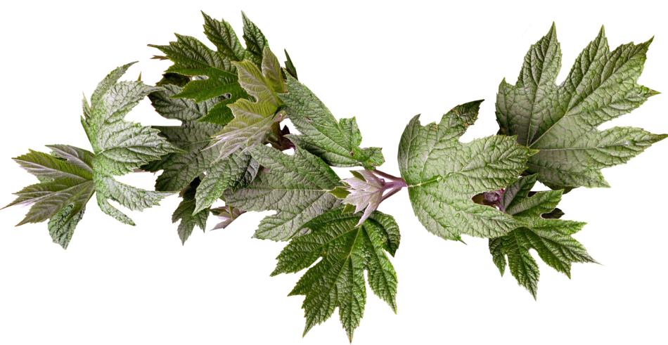Leaves Plant Branch