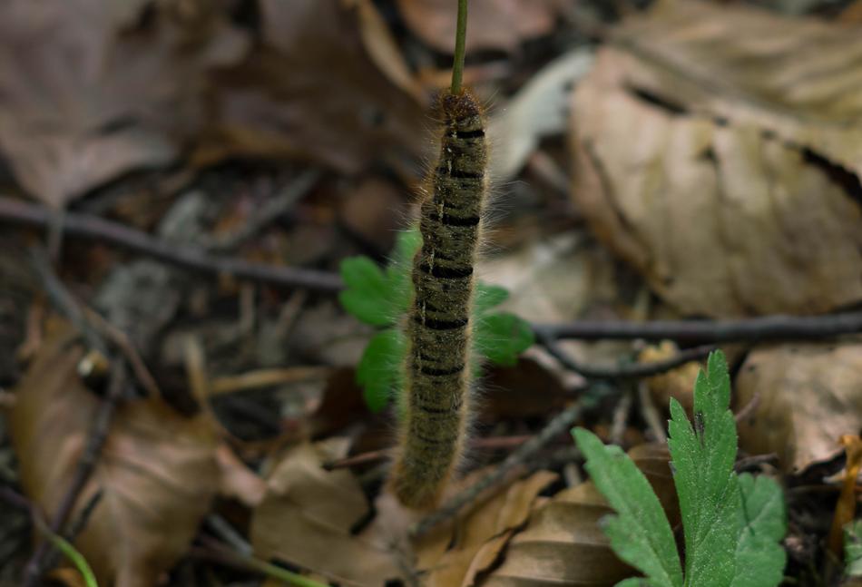 Nature Outdoors Insect