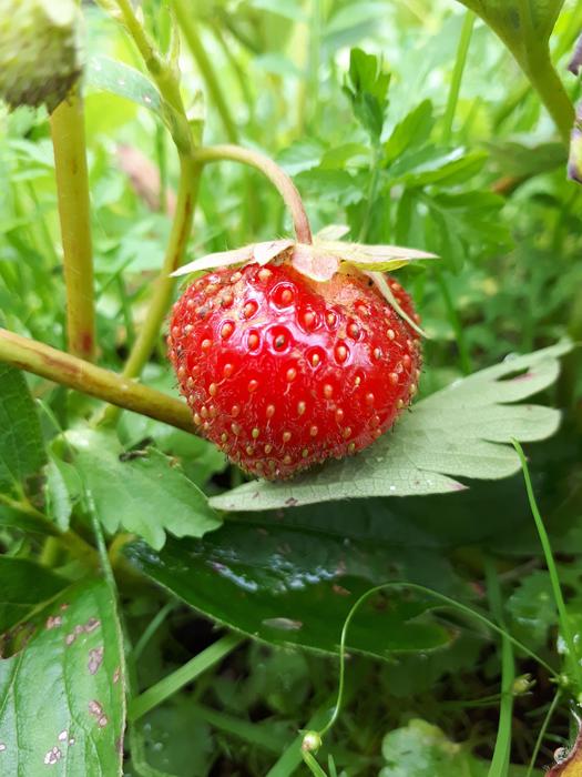 one strawberry in the grass