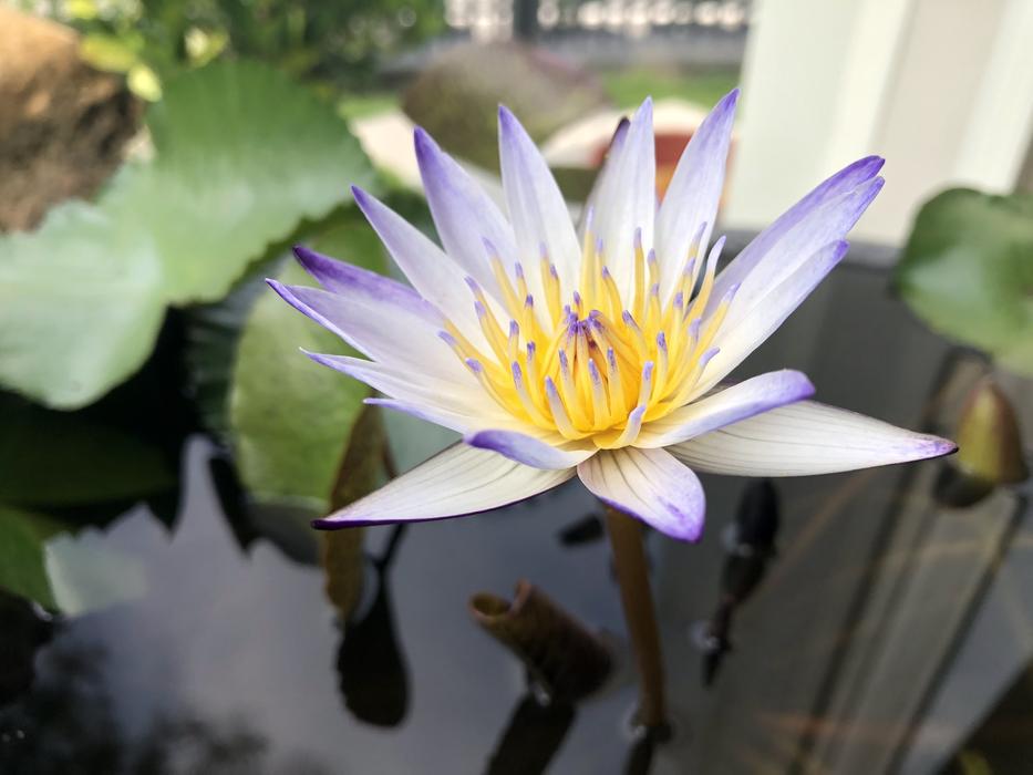 Plant Flower Pond